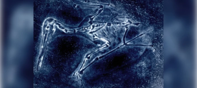 Featured image for the "Dino Dispute: Finding an Expert in Fossil Custody" case study.