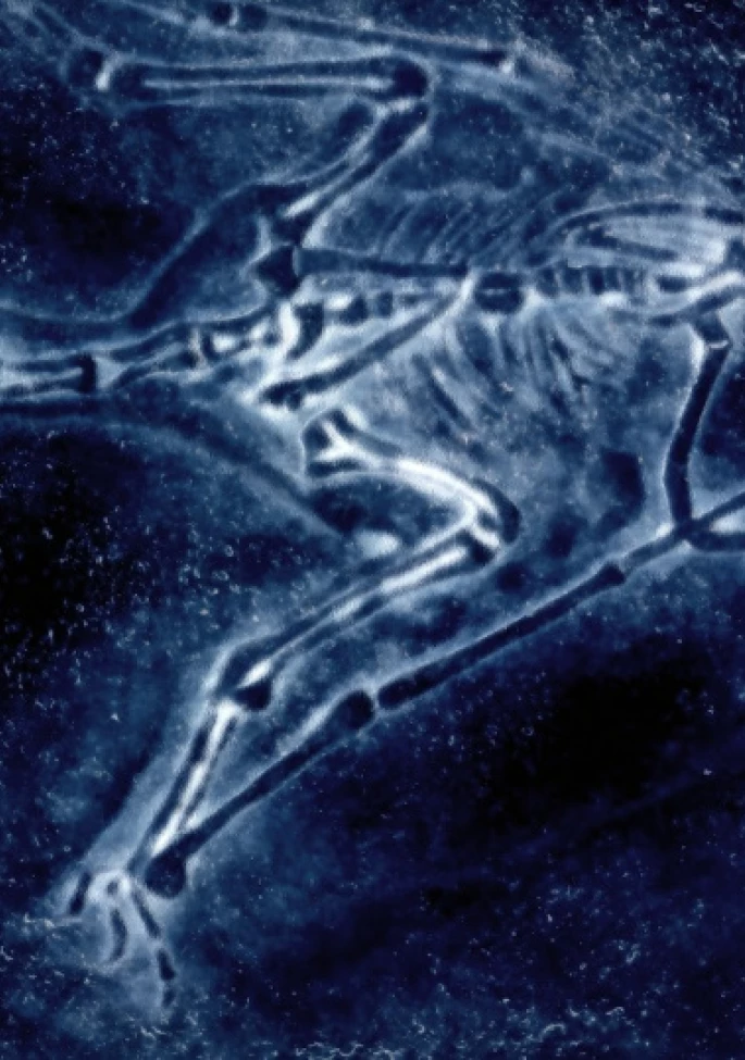 Featured image for the "Dino Dispute: Finding an Expert in Fossil Custody" case study.