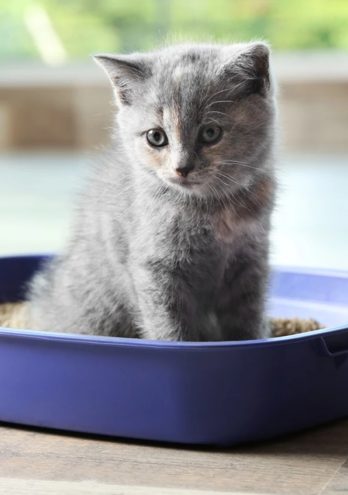 Cat-Litter-Expert-feature-image