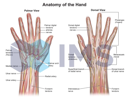 5_Anatomy of the Hand
