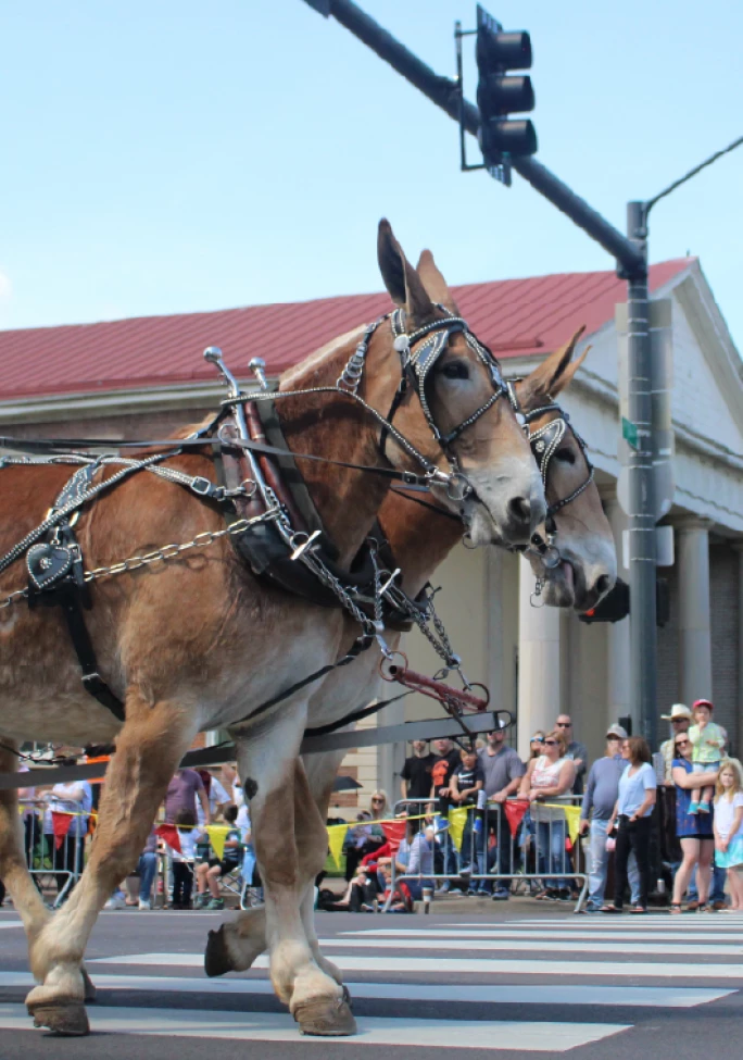 IMS_FWPA-Patron-Parade_2504_Preview