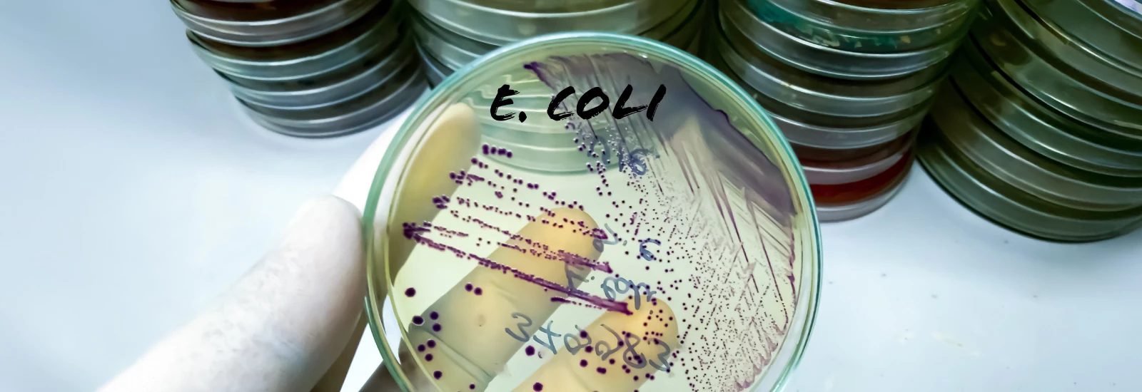 SM-IMS-Food-Safety-Technology_2509_Banner