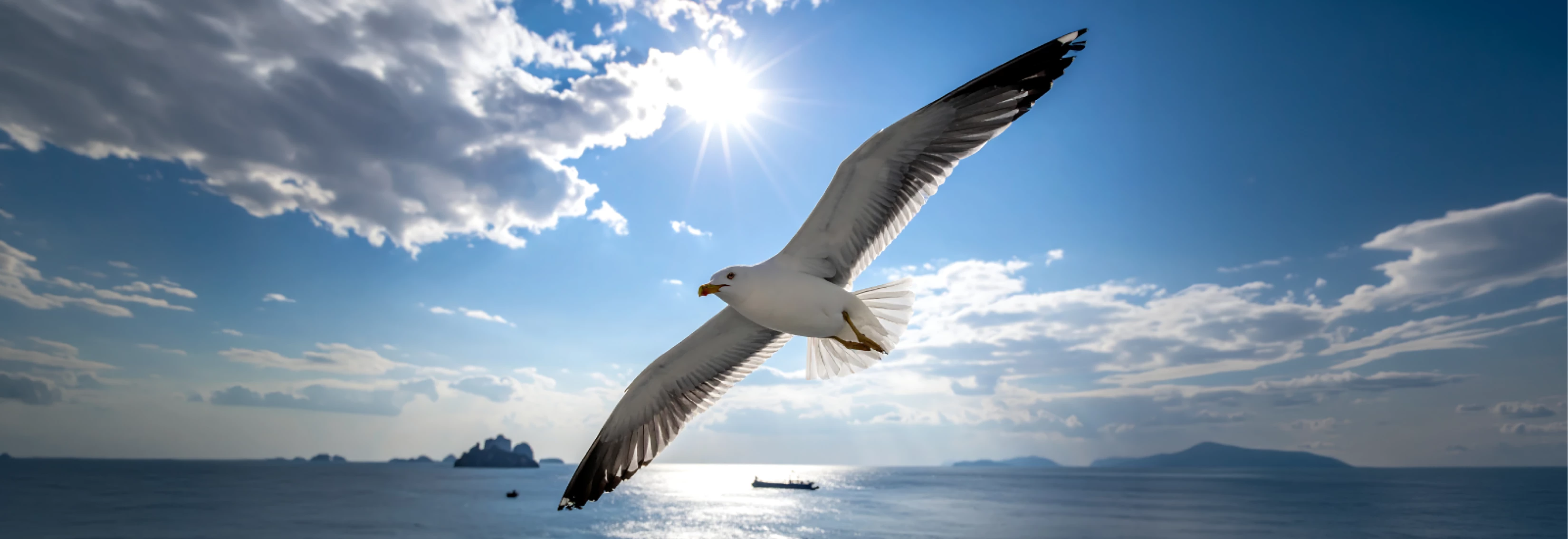 IMS_MMR-Blog_Bird-Logo_2604_Banner