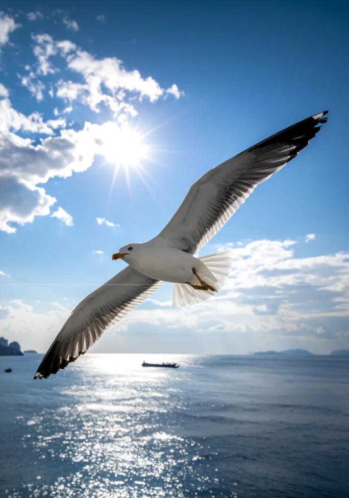 IMS_MMR-Blog_Bird-Logo_2604_Preview