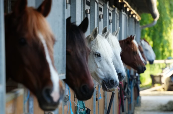 Horses-crop.jpeg