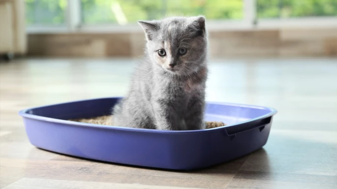 Cat-Litter-Expert-feature-image