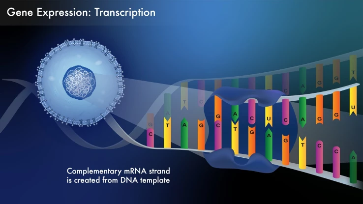 IP_5_Gene Expression-Transcription