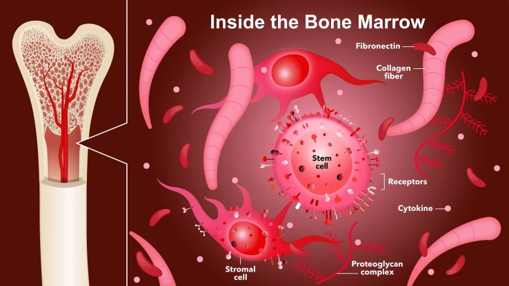 LifeSciences_2_Inside The Bone Marrow_HI-RES